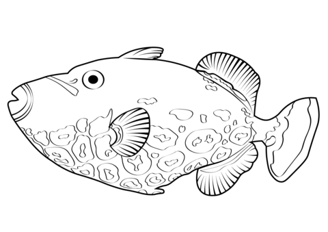 Clown Triggerfish (Balistoides Conspicillum) Coloring Page